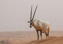 Intercontinental Doha -  BUD, Repülő