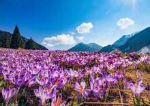 Barangolások Zakopanéban és TÁTRAI KRÓKUSZ virágzás - Budapest Budapest, Busz