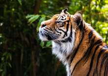 Tigris és nagyvad szafari -  BUD, Repülő