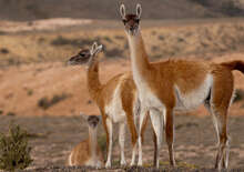 Tűzföld és Patagónia csodái - Budapest, Repülő