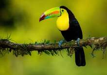 Dél-Amerika nagy körút -  BUD, Repülő