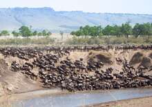 A Nagy állatvándorlás nyomában: Szafari Kenya és Tanzánia Vadonjában -  bud, Repülő