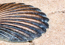 El Camino Portugáliából - Budapest, Repülő