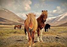 Csillagtúra Izlandon -  BUD, Repülő