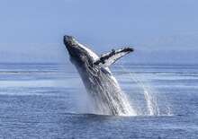 Azori-szigetek és az Atlanti-óceán bálnái -  BUD, Repülő