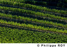 Bordeaux bor és kultúra (Bordeaux bor és kultúra)
