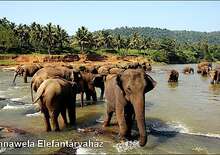 Srí Lanka körút + üdülés - Embudu Village Resort 3*