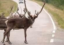 FINNORSZÁG – SZÁMIK, RÉNSZARVASOK ÉS HUSKYK FÖLDJÉN