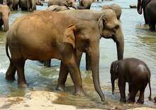 Srí Lanka körút + Maldív-szigetek üdülés / Bandos Island - budapest, Repülő