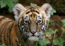 Tigris és nagyvad szafari -  BUD, Repülő