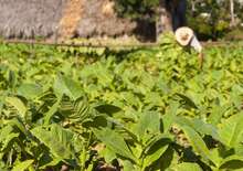 Felfedezőúton Kubában pihenéssel Cayo Santa Maria szigetén - csoportos körutazás és nyaralás