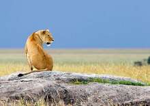 Serengeti szafari program pihenéssel Zanzibár szigetén - kiscsoportos körutazás és nyaralás 2026