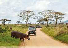 Serengeti szafari program pihenéssel Zanzibár szigetén - kiscsoportos körutazás és nyaralás 2026