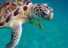 Pihenés a Maldív-szigeteken látogatással az Emirátusokban - csoportos utazás tengerparti pihenéssel - Budapest Budapest, Repülő