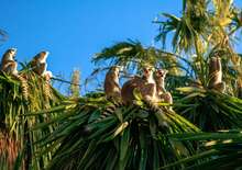 Húsvéti körutazás Madagaszkár déli tájain - kiscsoportos körutazás tengerparti pihenéssel - Budapest Budapest, Repülő