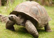 Sao Tomé és Príncipe