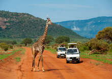 Szafari (3+4) - ÉRDEKLŐDŐ - Budapest BUD, Repülő