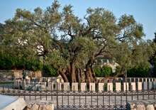 Olívaszüret Montenegróban