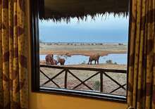 Szafari (1+6) - BETEKINTŐ