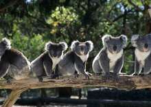 AUSZTRÁLIA - ÚJ-ZÉLAND CSOPORTOS KÖRUTAZÁS - Budapest BUD, Egyéni