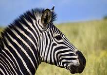 DÉL-AFRIKAI KÖRUTAZÁS FOKVÁROS-SZAFARI-SUN CITY - Budapest, Repülő