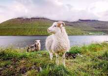 Feröer-szigetek - Elfeledett vikingek óceáni birodalma -  BUD, Repülő