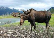 Alaszka, az óriások vadonja -  BUD, Repülő