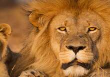 DÉL-AFRIKA - SZAFARI ÉS KÖRUTAZÁS - Budapest BUD, Repülő