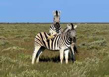 Namíbia varázsa - sivatagok, vadon és ősi himba kultúrák nyomában - Budapest, Repülő