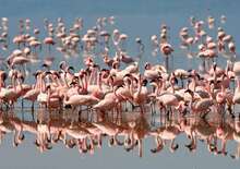 Serengeti szafari program pihenéssel Zanzibár szigetén - csoportos körutazás tengerparti pihenéssel - Budapest Budapest, Repülő