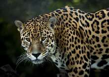 Brazília vadvilága - 4* hotelek és egyszerű eco-lodge-ok -  BUD, Repülő