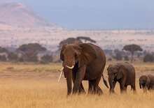 Szilveszteri szafari Kenyában -  BUD, Repülő