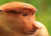 MALAJZIA - BORNEÓI KALANDOK - Budapest, Repülő