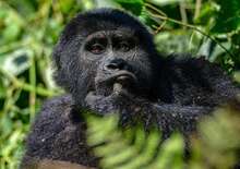 Uganda varázsa Csimpánzok és hegyi gorillák világa -  BUD, Repülő