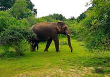 Srí Lanka csodái és Maldív-szigeteki pihenés - kiscsoportos körutazás tengerparti pihenéssel - Budapest Budapest, Repülő