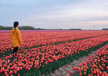 Tulipánok országa, Hollandia - Budapest, Busz